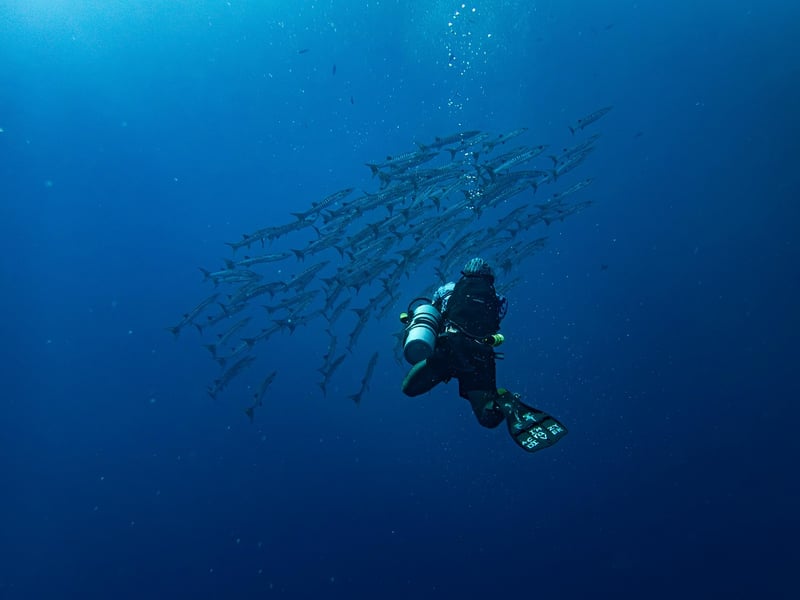 Divers Exploring